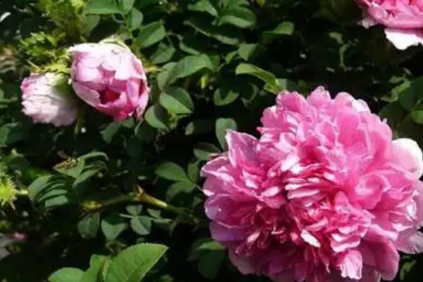 缫丝花怎么养，注意夏季干旱时要浇足水