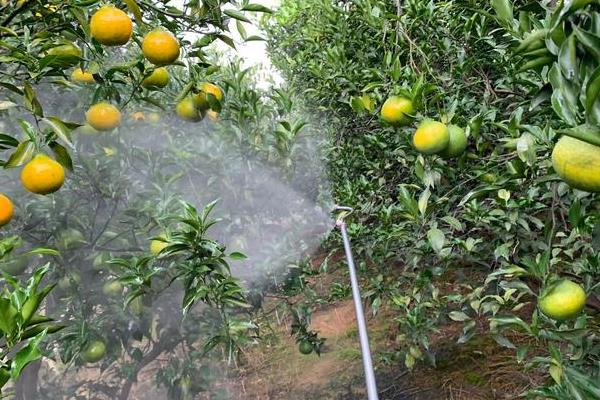 雨后怎么对果树补充微肥，一般可以喷施2次
