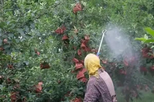 雨后怎么对果树补充微肥，一般可以喷施2次