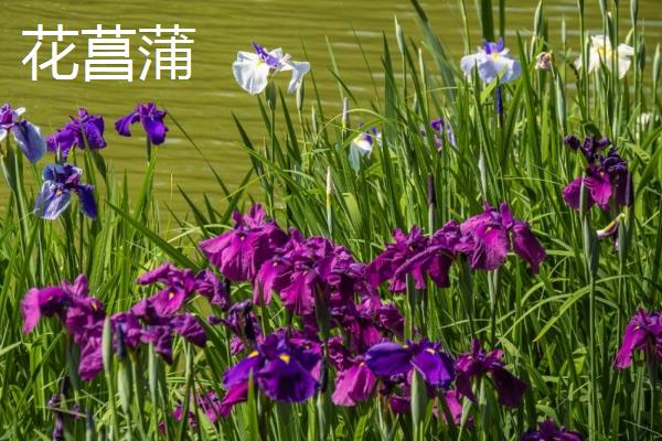 小暑的代表植物，有睡莲、掌叶半夏等