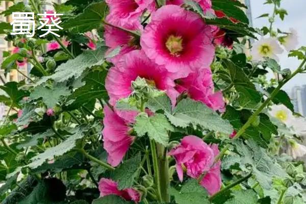 小暑的代表植物，有睡莲、掌叶半夏等