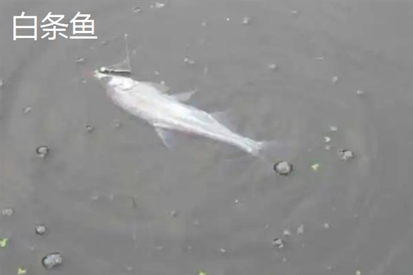 白条鱼和麦穗鱼的区别，科属和外观均不同