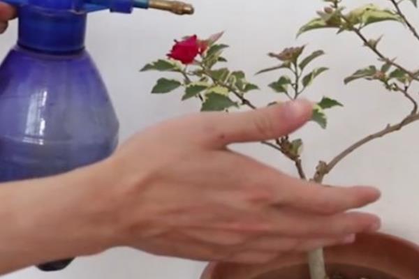 三角梅怎么栽培，春秋季节要提供充足的光照