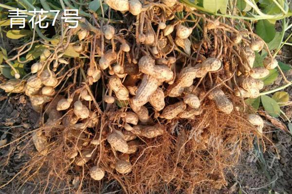 山东有什么新品种花生，青花7号、鲁花19、花育33号等品种的质量较好
