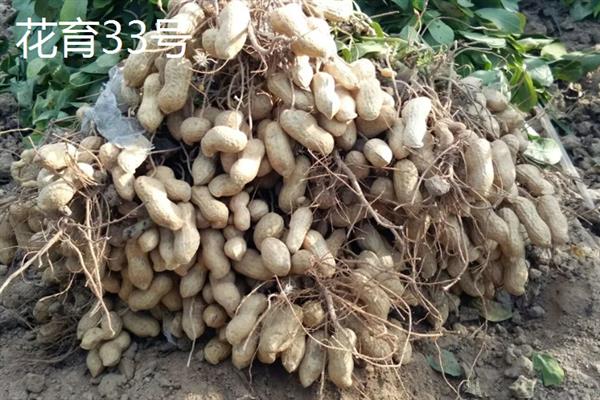 山东有什么新品种花生，青花7号、鲁花19、花育33号等品种的质量较好