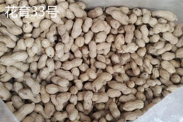 山东有什么新品种花生，青花7号、鲁花19、花育33号等品种的质量较好