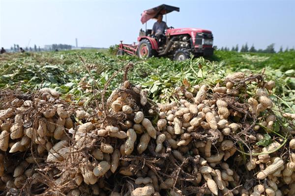 山东有什么新品种花生，青花7号、鲁花19、花育33号等品种的质量较好
