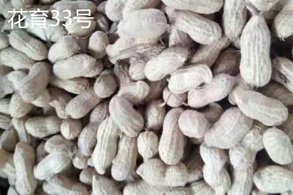 山东有什么新品种花生，青花7号、鲁花19、花育33号等品种的质量较好