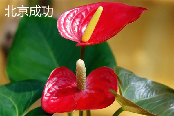 红掌的品种，福娃、福妞、西部热情等9个品种较常见