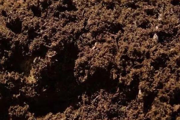 香榧适合在哪种环境下生长，适合的生长温度为13-18℃