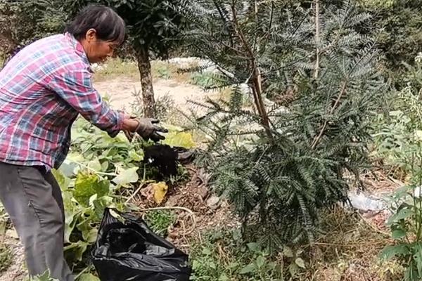 香榧适合在哪种环境下生长，适合的生长温度为13-18℃