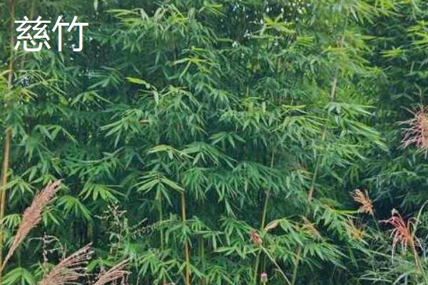 竹子的种类，常见的有箭竹、慈竹、单竹等