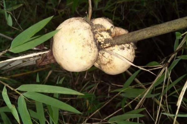 竹子的种类，常见的有箭竹、慈竹、单竹等