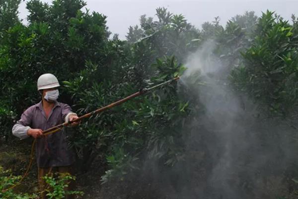 二嗪磷能杀什么虫，主要用于防治刺吸式口器害虫