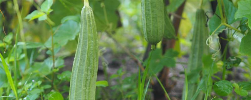 丝瓜高产方法，生长适宜温度为20-24℃