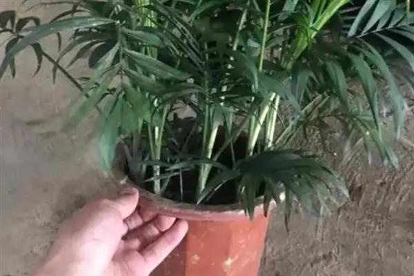盆栽椰子树的养殖方法，重要的就是土壤的翻整和调整