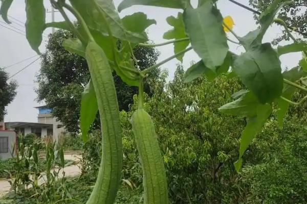 丝瓜高产方法，生长适宜温度为20-24℃