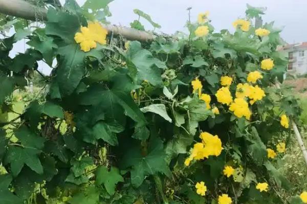丝瓜高产方法，生长适宜温度为20-24℃