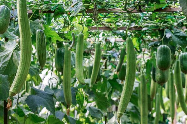 丝瓜高产方法，生长适宜温度为20-24℃