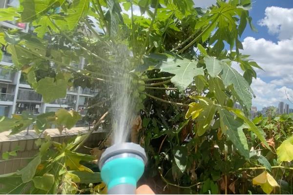 丝瓜高产方法，生长适宜温度为20-24℃