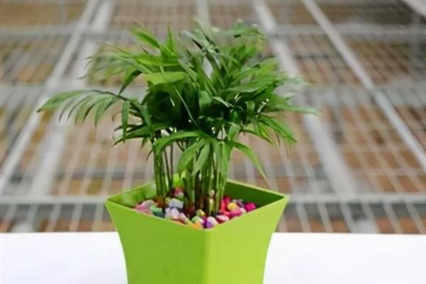 盆栽椰子树的养殖方法，重要的就是土壤的翻整和调整