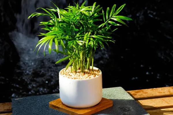 盆栽椰子树的养殖方法，重要的就是土壤的翻整和调整