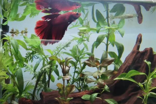 怎么避免斗鱼死亡，遵循少食多餐的原则可降低消化负担