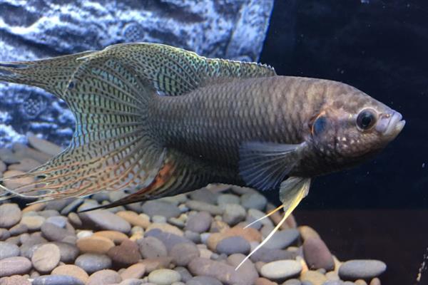 怎么避免斗鱼死亡，遵循少食多餐的原则可降低消化负担
