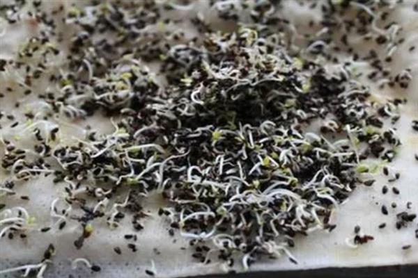 胡萝卜的播种方法，浸种催芽后再开沟撒播