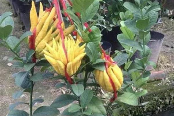 佛手有什么花语，代表多福多寿、幸福和安慰