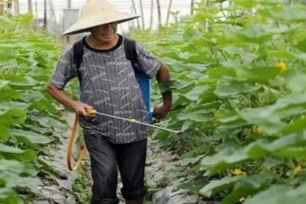 黄瓜的施肥方法，生长初期追施钾肥可增强长势