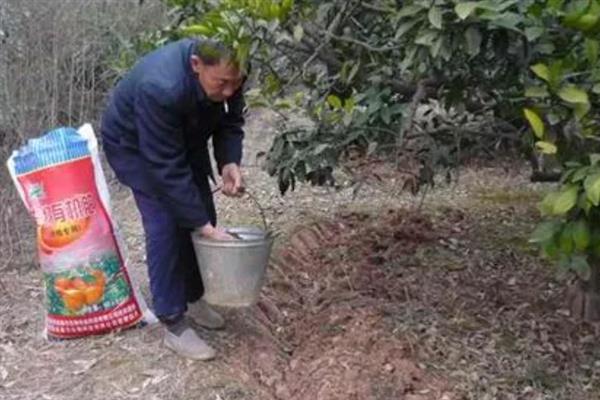 桔子树如何嫁接，嫁接时先处理砧木