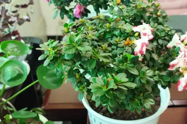 杜鹃花的花苞枯萎的原因，主要因素是营养不足、湿度较低、温度不适