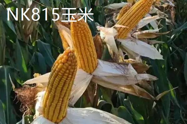 矮杆大棒国审玉米品种的种类，豫禾516、NK815、鲲玉10号等品种符合要求