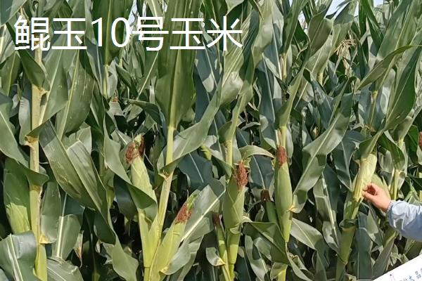 矮杆大棒国审玉米品种的种类，豫禾516、NK815、鲲玉10号等品种符合要求
