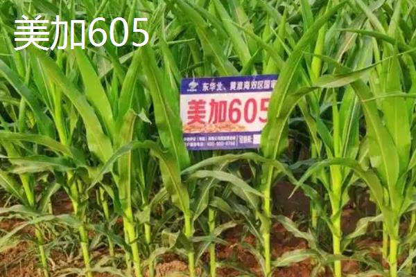 矮杆大棒国审玉米品种的种类，豫禾516、NK815、鲲玉10号等品种符合要求