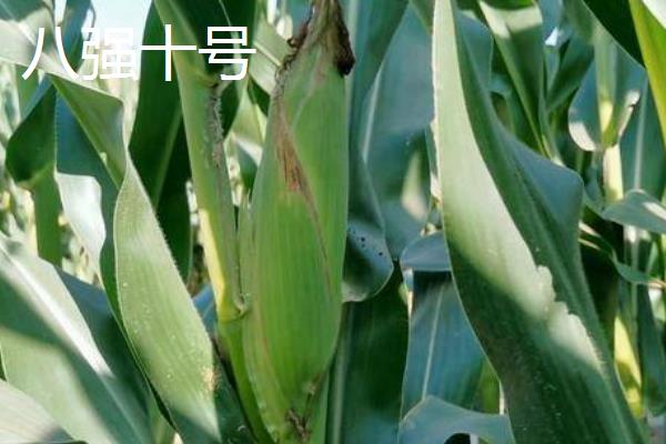 矮杆大棒国审玉米品种的种类，豫禾516、NK815、鲲玉10号等品种符合要求