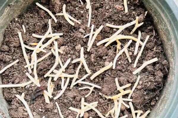 鱼腥草的种植方法，每隔15天追施一次肥料