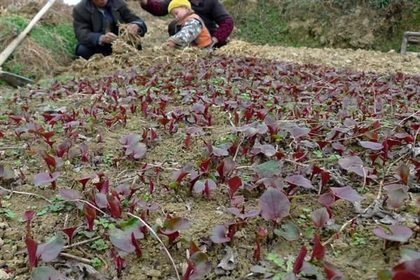 鱼腥草的种植方法，每隔15天追施一次肥料