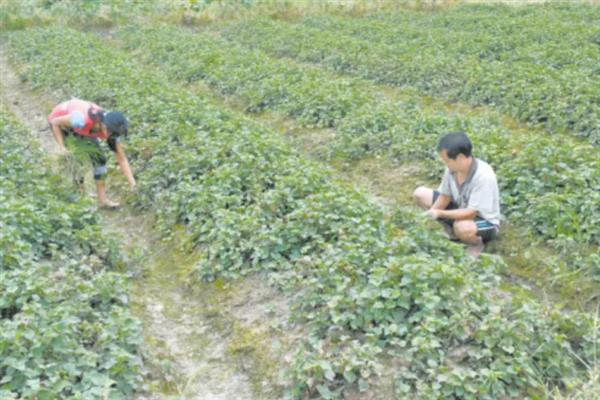 鱼腥草的种植方法，每隔15天追施一次肥料