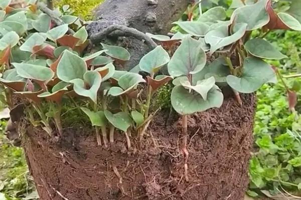 鱼腥草的种植方法，每隔15天追施一次肥料