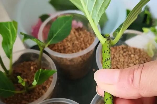 樱花的养殖方法，提供充足的光照能让花叶长得更艳丽