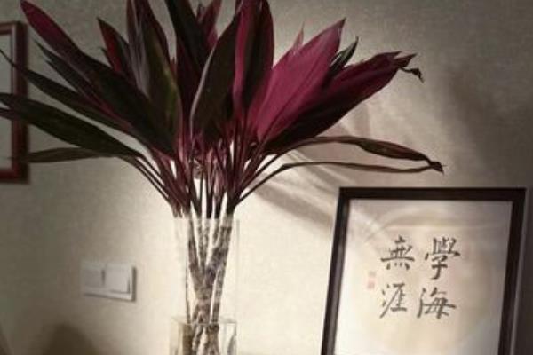 朱蕉无根怎么养在水里，可以用海绵裹住底部定植在容器中
