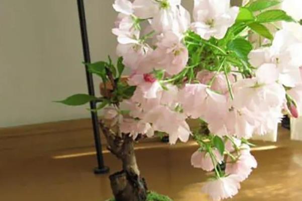 樱花的养殖方法，提供充足的光照能让花叶长得更艳丽