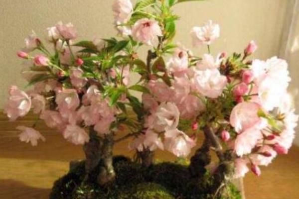 樱花的养殖方法，提供充足的光照能让花叶长得更艳丽