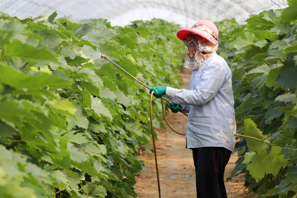秋季管理葡萄的方法，采收前一个月定期喷施叶面肥