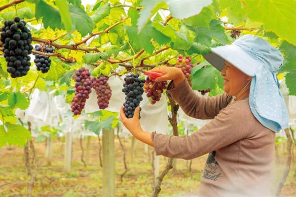 秋季管理葡萄的方法，采收前一个月定期喷施叶面肥