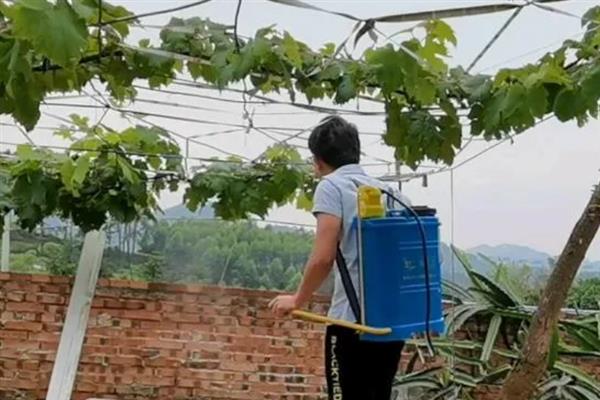 秋季管理葡萄的方法，采收前一个月定期喷施叶面肥