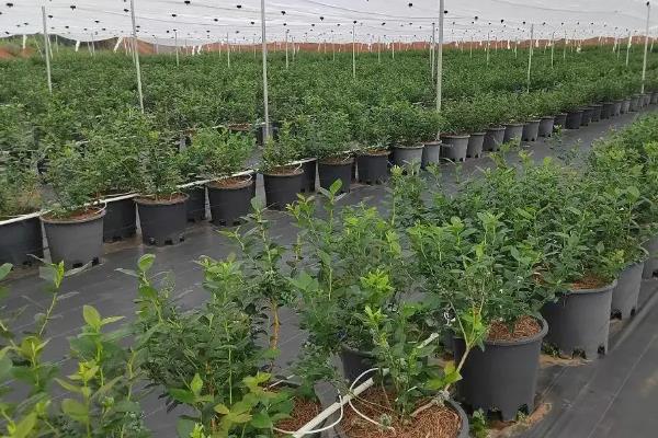 蓝莓开花结果所需时间，种植2年左右才能出现花果