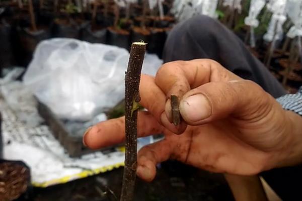 榴莲核能否种出榴莲，播种后浇透水并放在阴凉处就会萌发